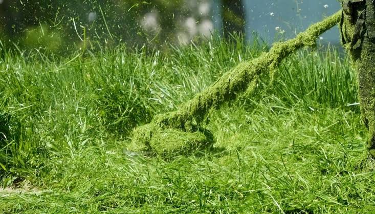 Что делать со скошенной травой после уборки участка